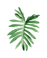 Tropical jungle Monstera leaves isolated on white background, clipping path included.