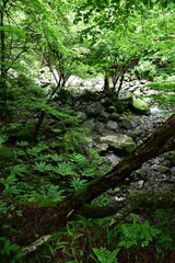 Fototapeta na wymiar trekking around river and waterfall in summer