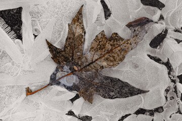 Frozen leaf 5