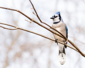 Blue jay