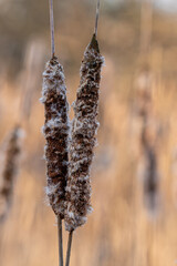Cattails 