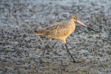 Marbled Godwit
