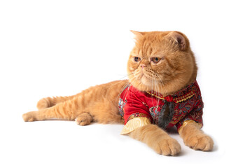 Scottish fold cat wearing Chinese costume lay down on floor.
