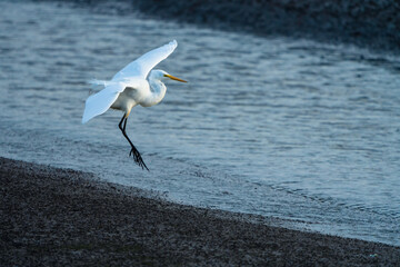 White Egret