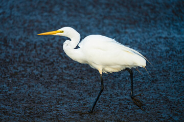 White Egret