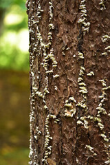 松の幹にキノコ