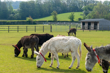 View of donkeys eating grass in animal sanctuary in Isle of Wight, United Kingdom