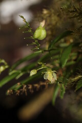Platystele microtatantha (Schltr.) Garay, Orchidaceae, Monteverde, Costa Rica