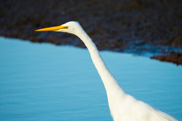 White Egret
