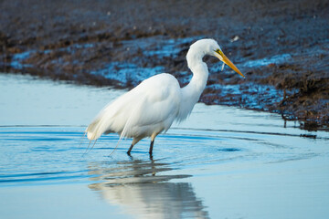 White Egret