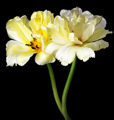 Yellow  tulips flowers  isolated on  black background. Closeup. Nature.