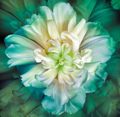 Turquoise-yellow   tulip flower. Floral  background. Closeup. For design. Nature.
