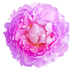 Pink peony flower  on white isolated background with clipping path. Closeup. For design. Nature.