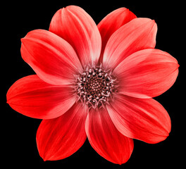 red dahlia flower on black isolated background. Closeup.