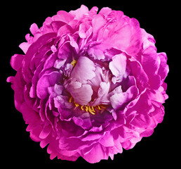Purple  peony  flower  on black solated background with clipping path. Closeup. Flower on a green stem. Nature. © nadezhda F