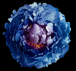 Blue   peony  flower  on black solated background with clipping path. Closeup. Flower on a green stem. Nature.