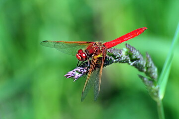 Red Dragonflies