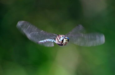 Migrant Hawker Dragonflies in Flight