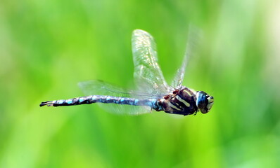 Migrant Hawker Dragonflies in Flight
