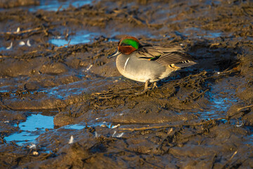 Green-Winged Teal Duck