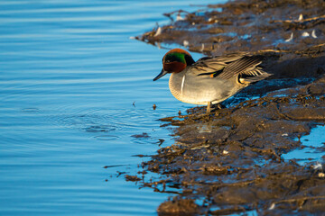 Green-Winged Teal Duck
