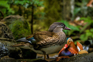 Fototapeta premium duck in the pond