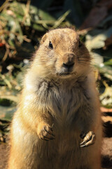 prairie dog eating