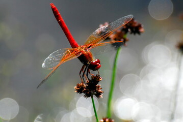 Red Dragonflies