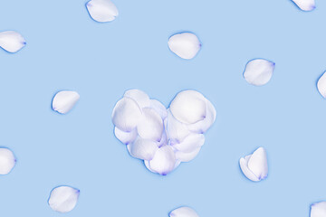 Shape Heart made of rose flower petals and white petals around on blue background. Valentines Day, Mothers Day holiday concept. Flat lay flowers composition, top view
