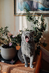 gray shorthair cat of the British breed yawns funny and shows his tongue and teeth. pet care. selective focus