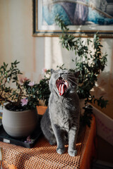 gray shorthair cat of the British breed yawns funny and shows his tongue and teeth. pet care. selective focus