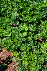 Cultivation of green leaf celery plants