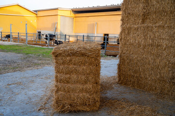 Sunny morning on parmesan parmiggiano-reggiano cheese production farm in Parma, cows is eating and waiting for milking.