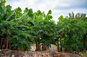 Tropical papaya and bananas fruits hanging on trees on plantation of exotic fruits on Cyprus