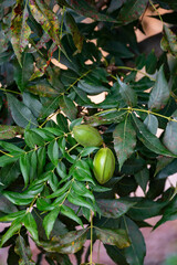 Green pecan nuts ripening on plantations of pecan trees on Cyprus