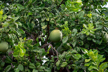 Big round pomelo citrus fruits hanging on trees on pomelo plantations