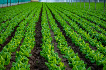 Fototapeta na wymiar Italian greenhouse with rows of young organic green lettuce salad plants