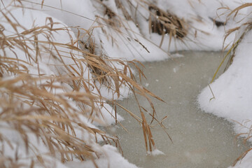 Detail from swamp in winter, frozen grass in ice