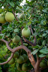 Big round pomelo citrus fruits hanging on trees on pomelo plantations