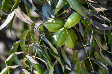 Green pecan nuts ripening on plantations of pecan trees on Cyprus