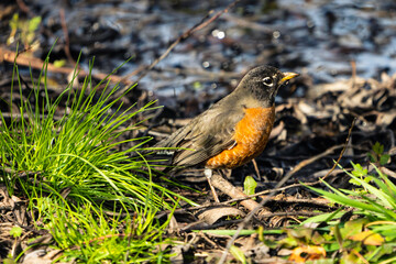 American Robin