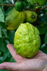 Ripe  aromatic fruits of apple guava plant ready to harvest
