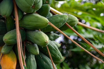 Tropical papaya fruits hanging on tree