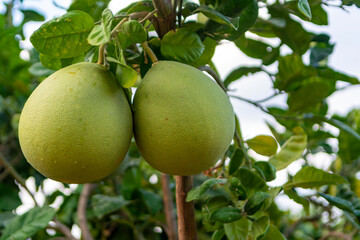 Big round pomelo citrus fruits hanging on trees on pomelo plantations