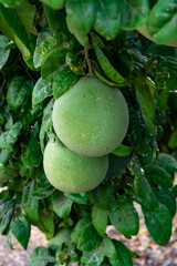 Big round pomelo citrus fruits hanging on trees on pomelo plantations