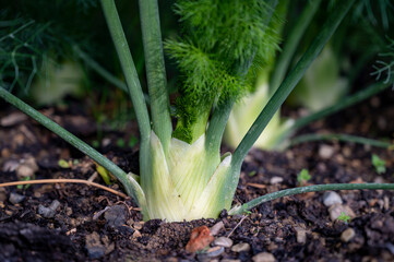 Organic vegetables gargen, fennel bulbs growing in open soil