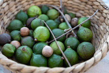 New harvest of fresh ripe macadamia nuts in green shell
