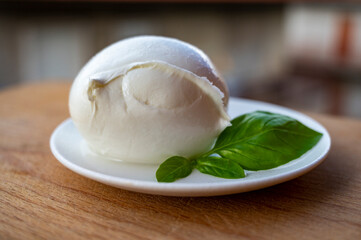 White ball of Italian soft cheese Mozzarella di Bufala Campana and fresh green basil