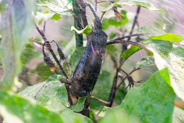 Growing eggplant in farm garden