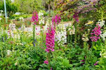 Close up shot of Digitalis purpurea blossom